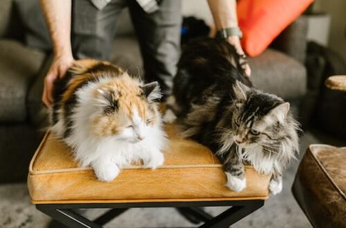 An owner pettifies two cats while they rest on the couch. Why do cats like butt pats.