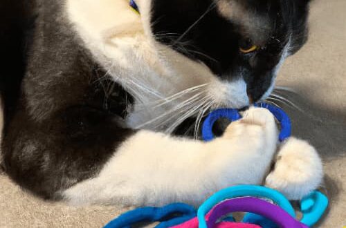 This black and white cat is playing with hair ties. Why do cats like hair ties?
