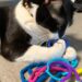 This black and white cat is playing with hair ties. Why do cats like hair ties?