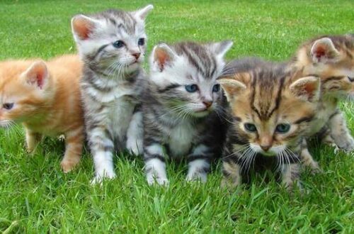 Front view of a group of cats sitting together. Do Cats Have Adam's Apple