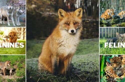 Are foxes canines or felines