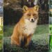 Are foxes canines or felines