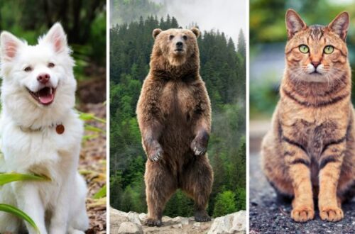 Are bears closer to dogs or cats