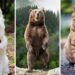 Are bears closer to dogs or cats