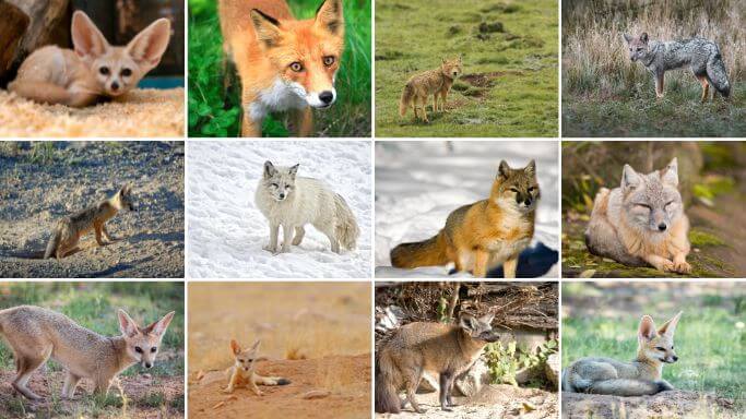 Photo of a 12 true foxes.