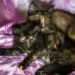 Do tortoiseshell cats get along with other cats