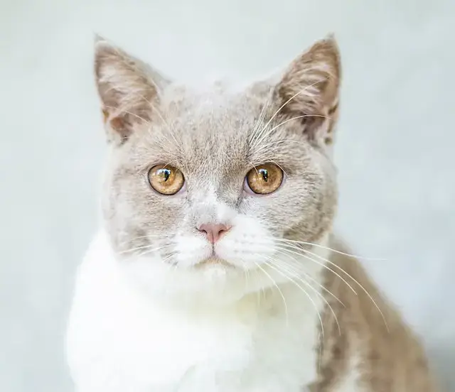 Close-Up Photo of Cat
