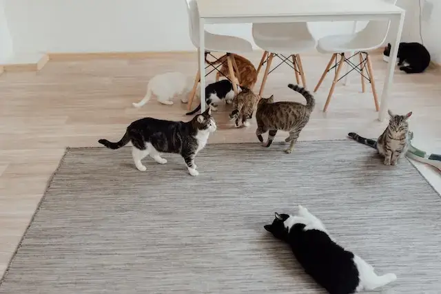 Assorted Pet Cats in a Room with Gray Carpet
