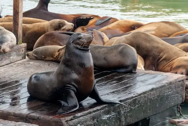 Seal Lion on the Wooden Dock
