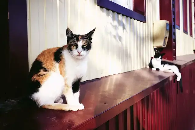 A Cat with a Grumpy Expression
