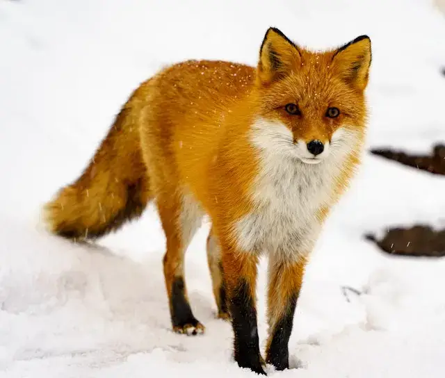 Red fox standing in white snowy background.