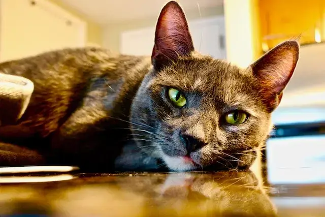 A Tortoiseshell Cat Resting at Home

