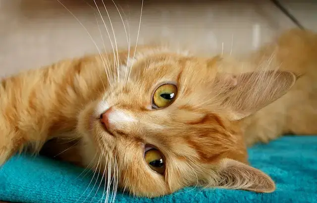 Should I trim my cat’s whiskers? Orange Tabby Cat Lying on Green Cloth.