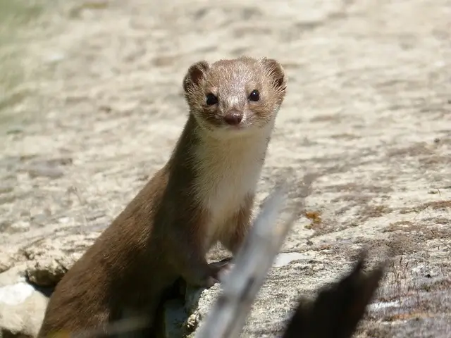 Close up shot of a Weasel.