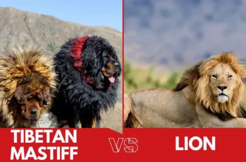 Tibetan Mastiff vs Lion