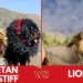 Tibetan Mastiff vs Lion