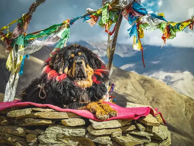 Tibetan Mastiff resting on blanket on stones
