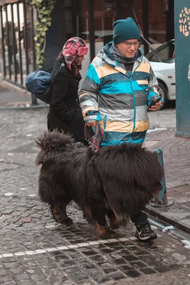 Tibetan Mastiff vs Wolf : Strengths and Weaknesses