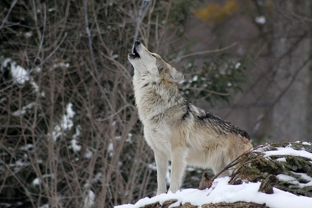 Howling wolf in snow